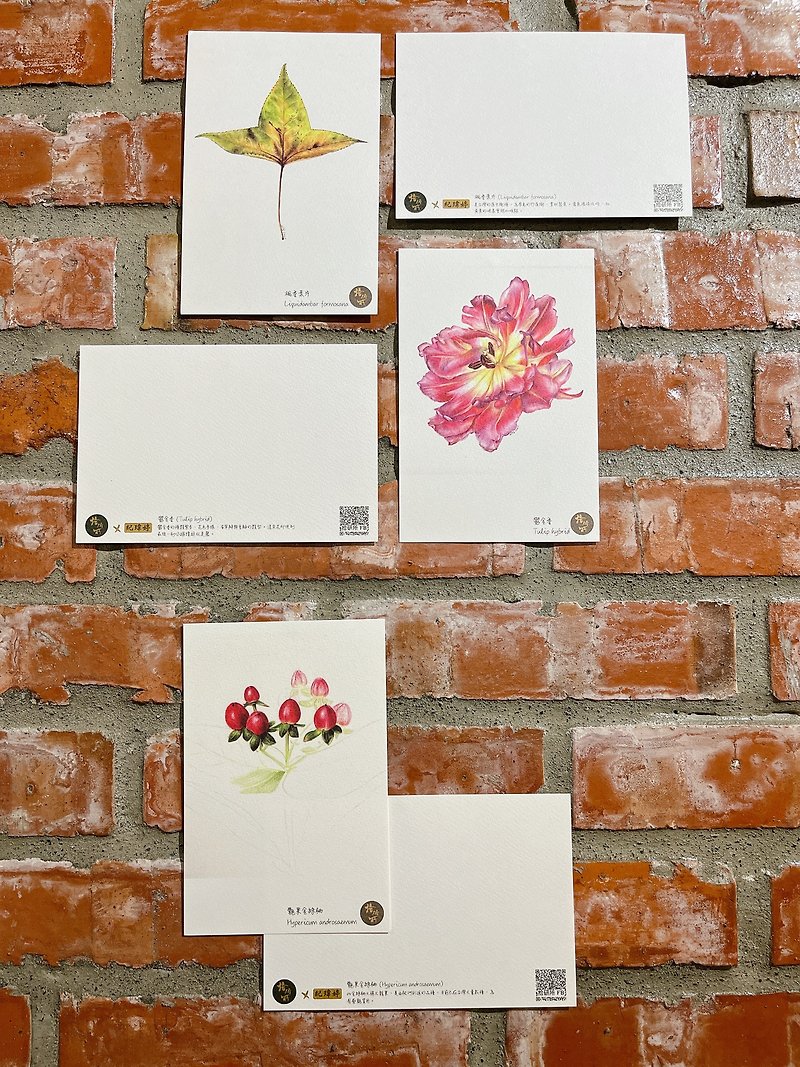 生物学的描画ポストカード-JiWeiting氏による植物画 - カード・はがき - 紙 レッド