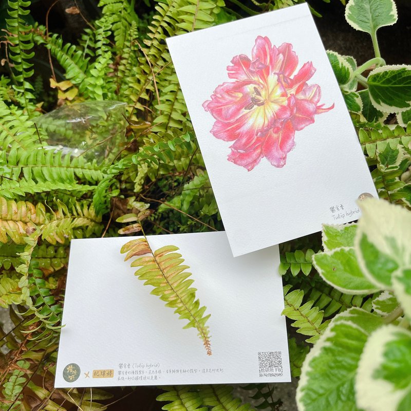 Biological Drawing Postcards - Botanical Drawing by Mr. Ji Weiting - Cards & Postcards - Paper Red