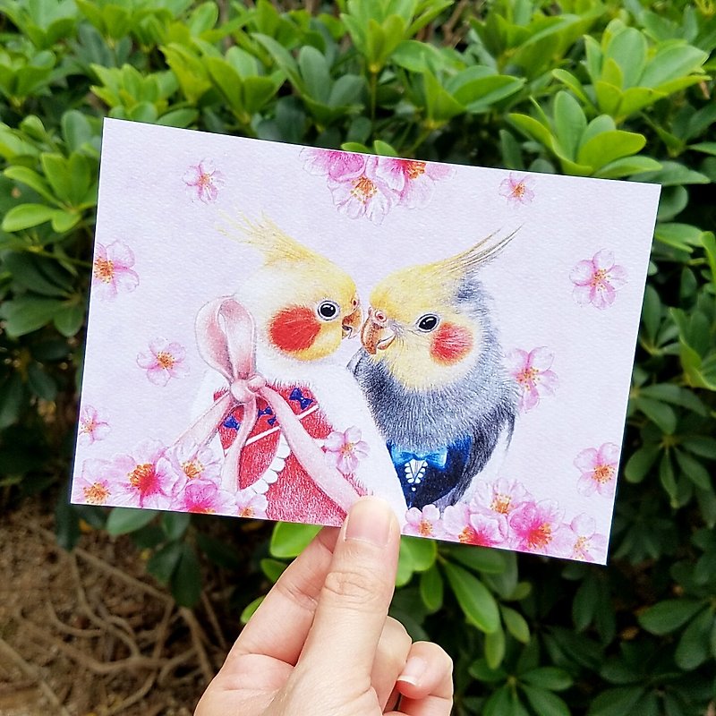 明信片- 雞尾鸚鵡與櫻花 - 心意卡/卡片 - 紙 粉紅色