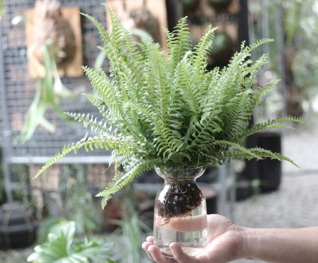 水耕栽培の植物│ボストンキドニーシダ_観葉植物のオフィス 鉢植えの水