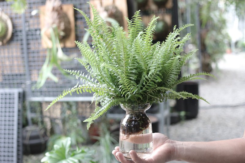 Hydroponic Plants│Boston Kidney Fern_Indoor Plants Office Potted Plants Potted Hydroponic Plants - Plants - Glass 