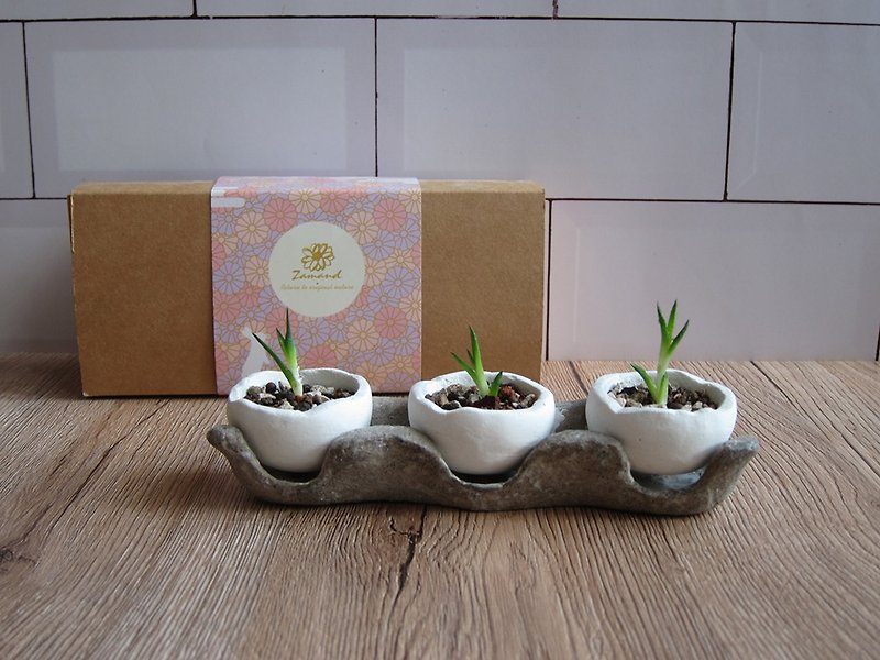 [Customized] Dansheng Potted Plant Gift Box - Plants - Cement White