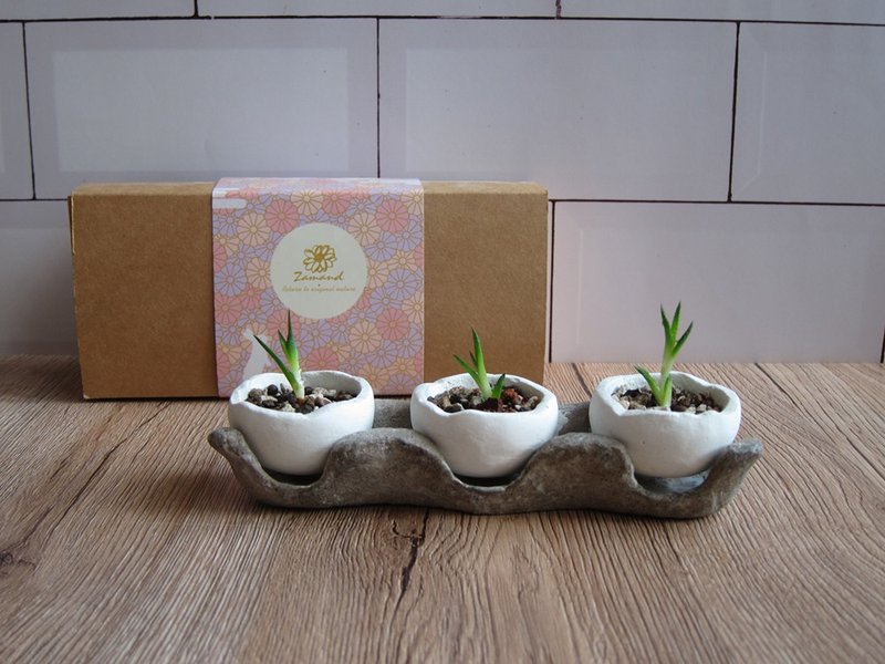 [Customized] Dansheng Potted Plant Gift Box - Plants - Cement White