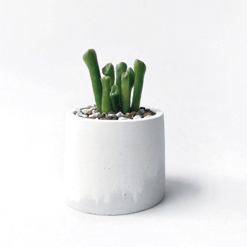 (Pre-Order) White and Gray Gradient Series | Shrek Ear Tube Leaf Flower Moon Round Cement Succulent Plant - Plants - Plants & Flowers Gray