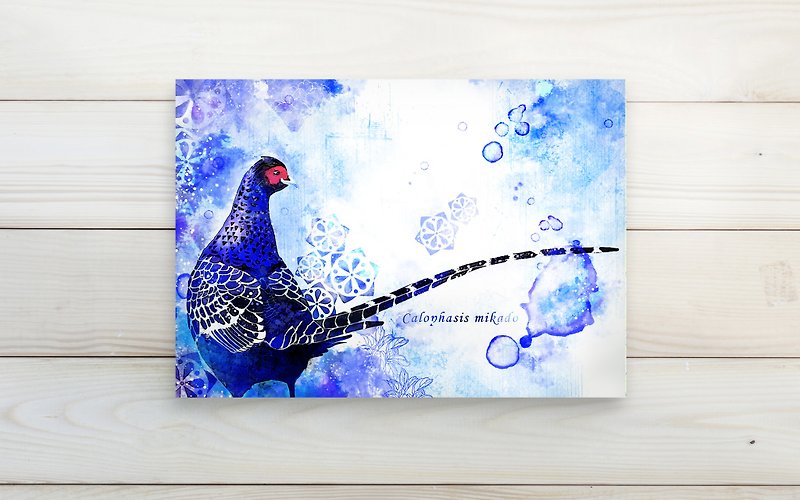 Taiwan bird black tail pheasant / single postcard postcard - Cards & Postcards - Paper 