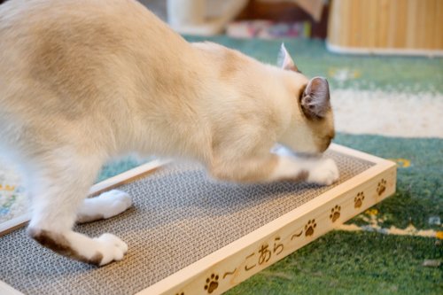 (ワイド) 猫の爪とぎケース / 名入れ無料 / ダイソー爪とぎ付き / 国産 