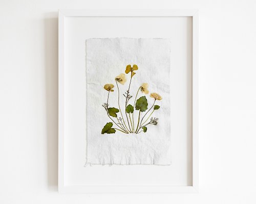 daashart Pressed flower art Yellow poppies and white violets Green plant Original artwork
