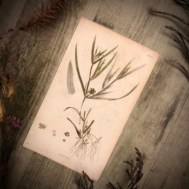 英國出版English Botany百年植物版畫 - 其他 - 紙 綠色