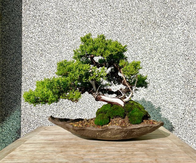 小品盆栽-系魚川真柏盆景送禮- 設計館野趣小品盆栽Rustic Charm Bonsai