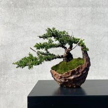 小品盆栽-迷你黑松01 盆景送禮野趣小品盆栽Rustic Charm Bonsai 小品盆栽-迷你黑松01 盆景送禮野趣小品盆栽Rustic Charm Bonsai
