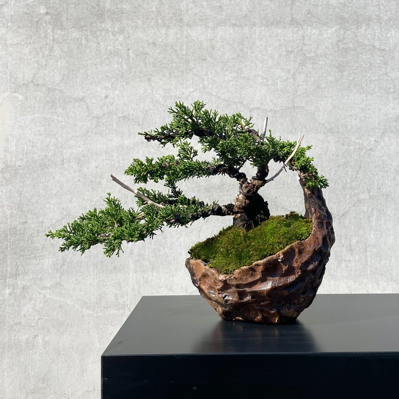 小品盆栽-系魚川真柏 盆景 送禮 - 盆栽/植栽 - 植物．花 