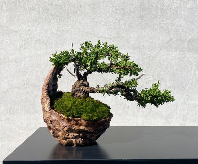 小品盆栽-系魚川真柏盆景送禮野趣小品盆栽Rustic Charm Bonsai｜盆栽