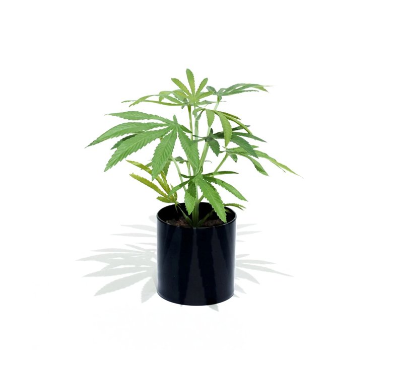 Pot Plant Clone仿真大麻幼株盆栽(黑圓盆) - 盆栽/植栽 - 其他材質 綠色
