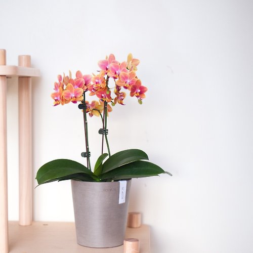 WAS floral 【新年送禮】桃金雙色蝴蝶蘭 | 室內盆栽 | 比利時駝色環保盆
