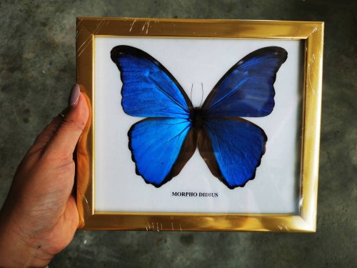 Real Butterfly MORPHO DIDIUS Insect Frame Set Taxidermy Display