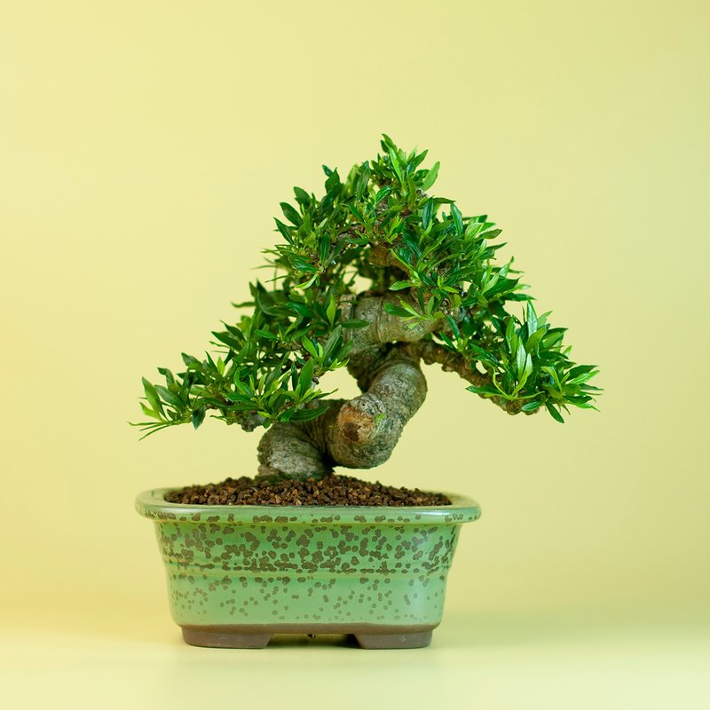 【日本植物】喜黛譽梔子花 小品盆栽 推薦盆景 - 植栽/盆栽 - 植物．花 