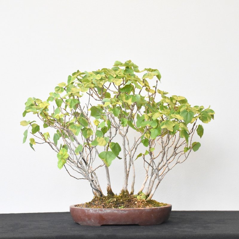 Miyasama Trident Maple | Bonsai Planet HK - Plants - Plants & Flowers 