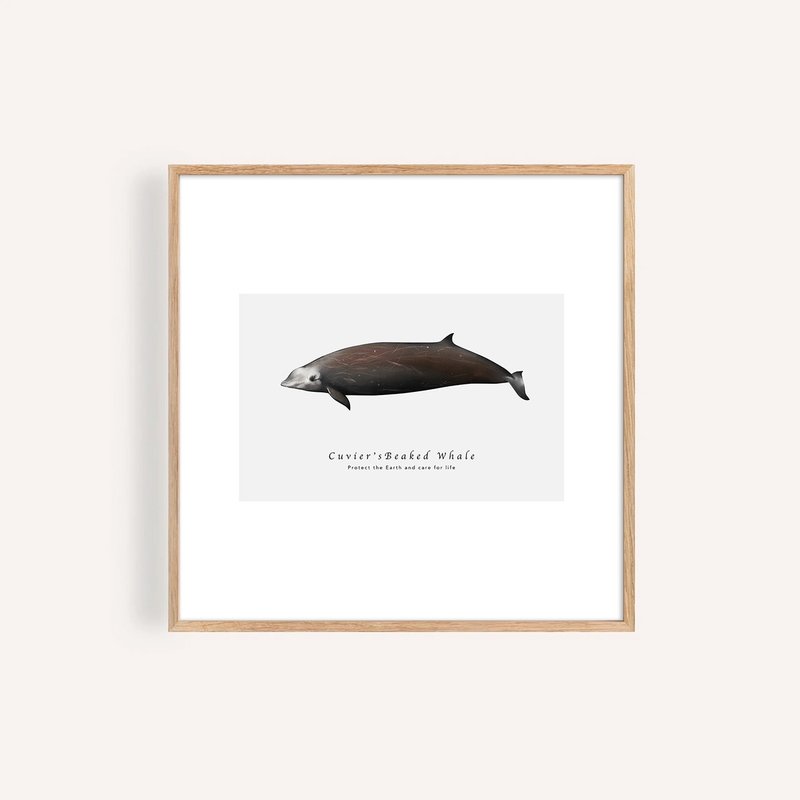 庫氏喙鯨 Cuvier's Beaked Whale/海洋動物插畫掛畫/藝術無框輸出 - 海報/掛畫/掛布 - 紙 
