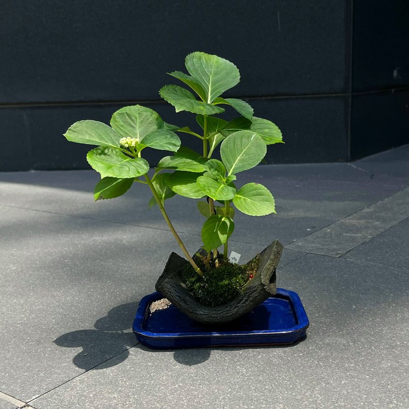 Japanese hydrangea アジサイ∣Mikawa Chidori sketch potted plant - Plants - Pottery 