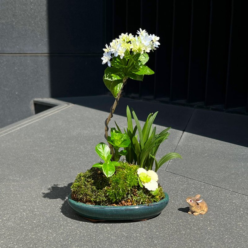 日本紫陽花アジサイ∣歌合や 苔盆栽山野草 開花中 - 植栽/盆栽 - 陶 