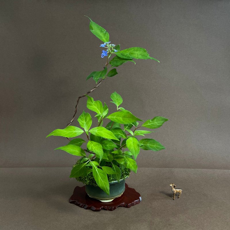 日本山紫陽花∣七變化A 山野草盆栽開花中 - 盆栽/植栽 - 陶 