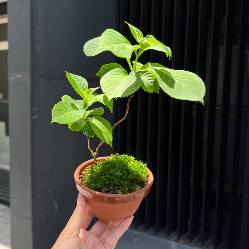 日本山紫陽花∣屋久島甘茶 山野草盆栽 開花中 - 盆栽/植栽 - 陶 