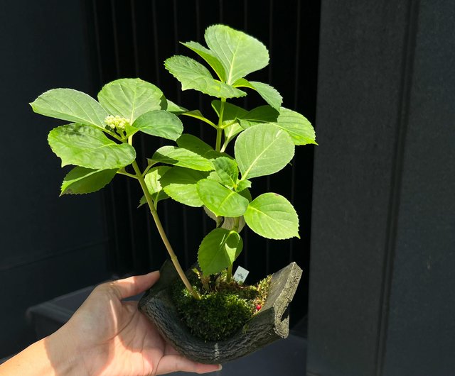 日本紫陽花アジサイ∣三河千鳥小品盆栽mu bonsai 茉莉愛草｜植栽/盆栽人氣榜- Pinkoi