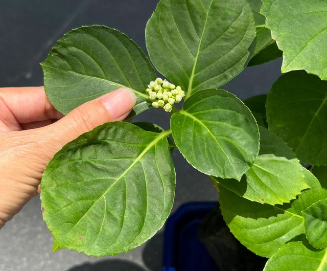 日本紫陽花アジサイ∣三河千鳥小品盆栽mu bonsai 茉莉愛草｜植栽/盆栽人氣榜- Pinkoi