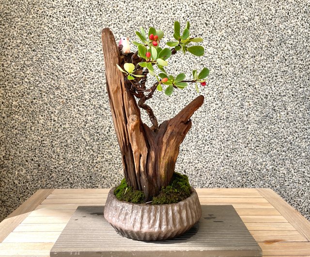 小さな盆栽型南嶺ライラック盆栽 - ショップ rustic-charm-bonsai 観葉