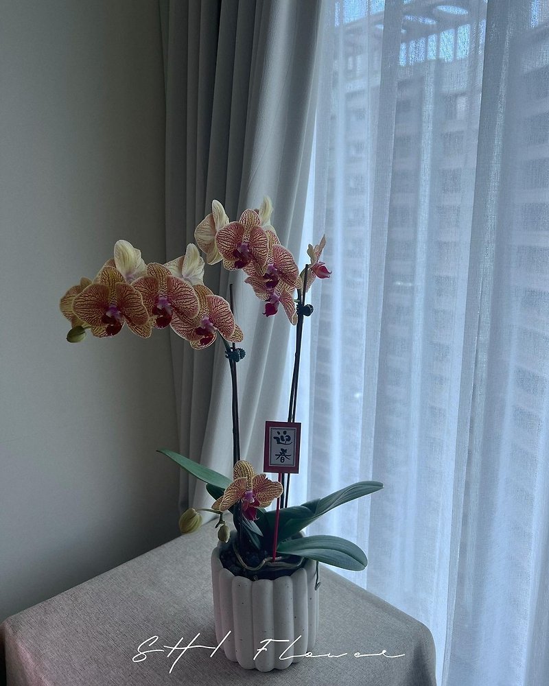 SHI Phalaenopsis Pot | Congratulations Potted Flowers - Plants - Plants & Flowers Pink