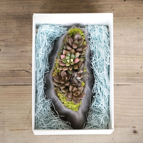仰式漂浮 Daydream Crafts 臺灣多肉島 多肉水泥盆栽材料包 綠植花禮 台灣造型盆栽 禮盒