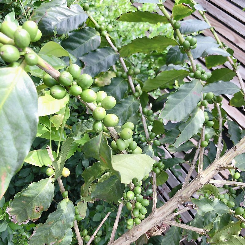 Green coffee bean farmer Sobia Valley Jihan Bela Geli Desha anaerobic sun-dried flawless bean home - Coffee - Other Materials 
