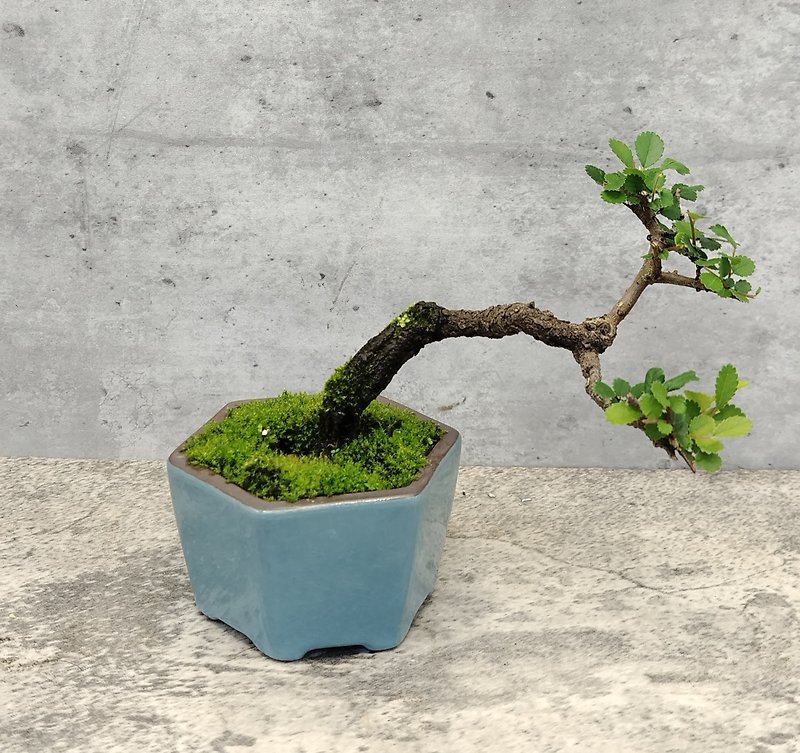 Mini potted plant-Elm tree - Plants - Plants & Flowers 