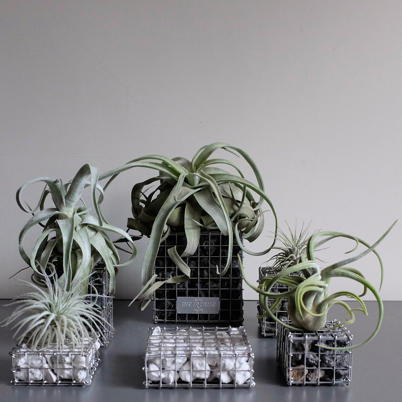 【Snake cage cubes x air pineapple-chicken feathers】 - Plants - Other Metals Silver
