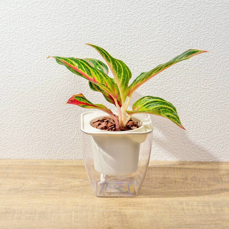 火狐狸粗肋草 免澆水方形盆栽 室內植物 觀葉植物 禮物 盆栽 辦公 - 盆栽/植栽 - 植物．花 綠色