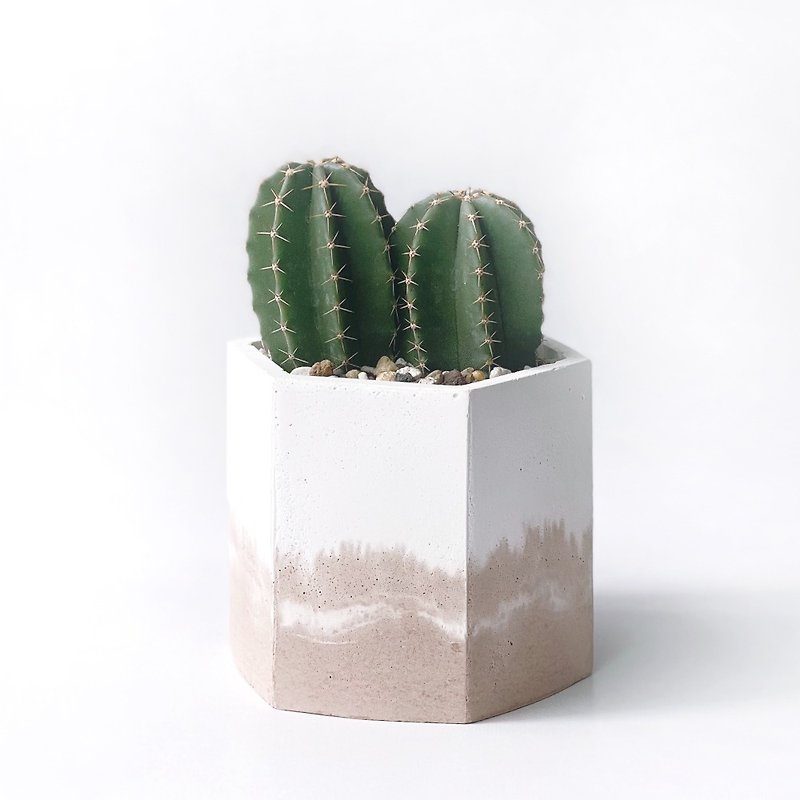 (Pre-order) Milk Tea Series | Big Buddha Hall Cactus Hexagon Two-Color Cement Cactus Planting - Plants - Plants & Flowers Khaki