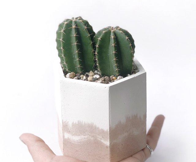 予約販売) ミルクティーシリーズ | 大仏殿 サボテン 六角 2色セメント