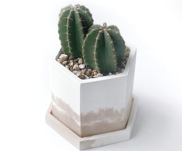 サボテン J 予約販売) ミルクティーシリーズ | 大仏殿 サボテン 六角 2色セメント