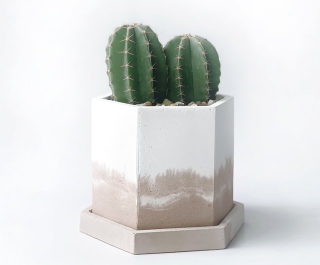 さぼてん様 ❸ナチュラル 予約販売) ミルクティーシリーズ | 大仏殿 サボテン 六角 2色セメント