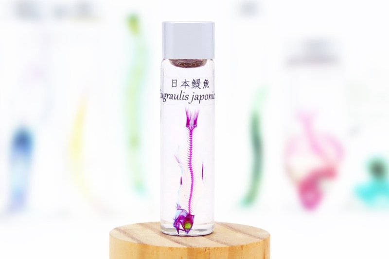 Transparent biological specimen - Japanese anchovy Engraulis japonicus - Items for Display - Glass 