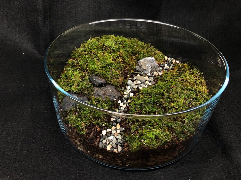 苔蘚生態缸-青青草原款 - 植栽/盆栽 - 植物．花 綠色