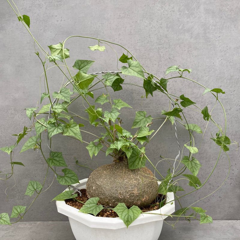 哈密瓜(大) | 葫蘆科 | 多肉 塊根 | Gerrardanthus macrorrhizus - 盆栽/植栽 - 植物．花 