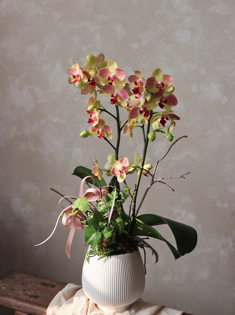 Orchid potted opening flower gift, opening gift, congratulatory flower gift, housewarming gift, limited to Hsinchu-mian delivery - Plants - Plants & Flowers Pink