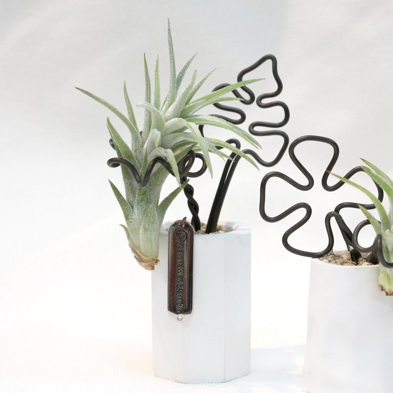 [Air pineapple diffuser potted plant] Plant + 10ml diffuser oil + diffuser base - Plants & Floral Arrangement - Other Materials 