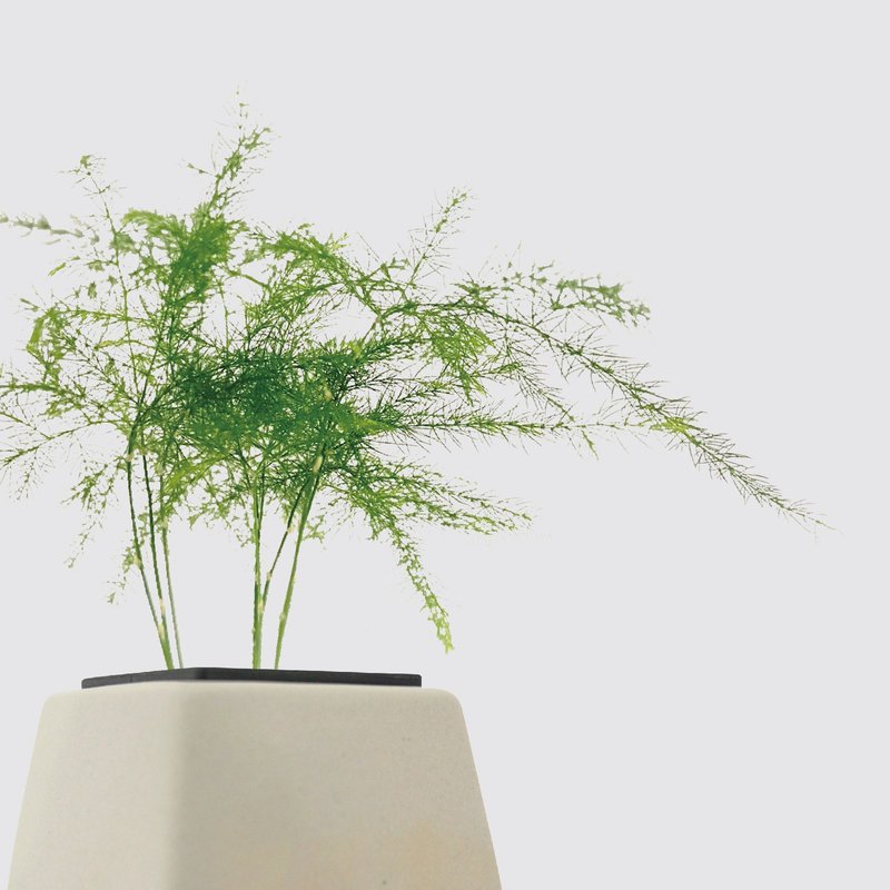 │ 方盆系列 │ 文竹 - 送禮植物 水耕植物 懶人盆栽 - 植栽/盆栽 - 植物．花 