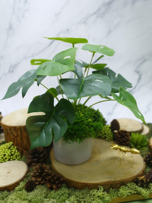 榆果傢飾 HUGO DECO 擬真龜背芋 電信蘭香氛植栽 低款/擬真植物/人造盆栽/綠化/佈置