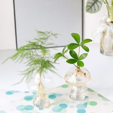 水耕栽培│ホワイトホワイトベゴニア_観葉植物 夢のようなバブル