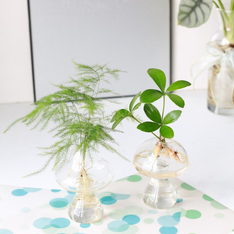 水培植栽│幸運鐵樹_室內植物 辦公室盆栽 店內擺設 送禮 - 盆栽/植栽 - 玻璃 