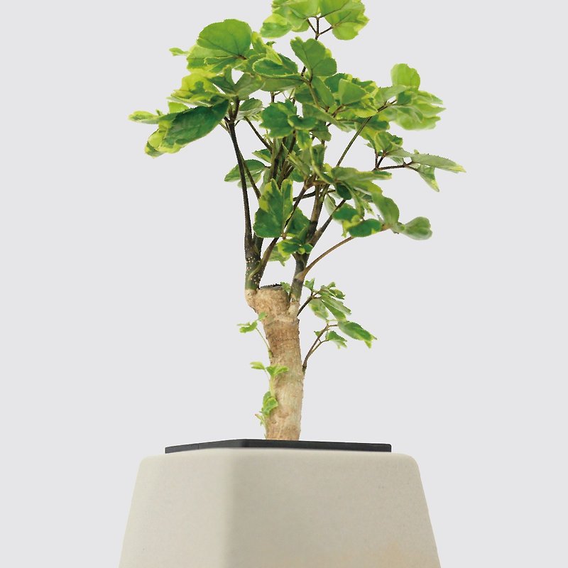 │ Square Pot Series│Golden Philodendron-Gift Plants Office Hydroponic Plants Indoor Potted Plants - ตกแต่งต้นไม้ - พืช/ดอกไม้ 