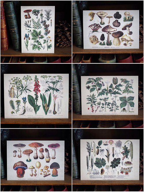 Reborn Antique 古董雜貨鋪 全套6張 英國古董植物菇蕈百科圖鑑 復刻版明信片